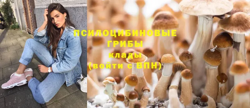 Псилоцибиновые грибы Psilocybine cubensis  Батайск 